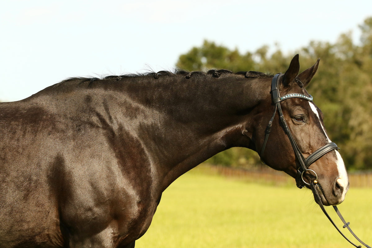 Starter Loose Ring Snaffle